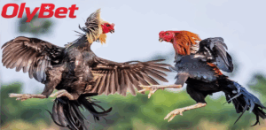Những Lưu Ý Khi Tham Gia Đá Gà Thomo Olybet
