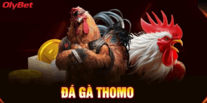 Đá Gà Thomo Olybet Là Gì?